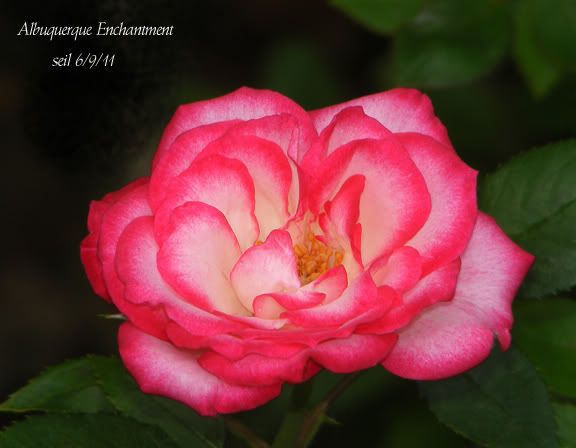 Albquerque Enchantment